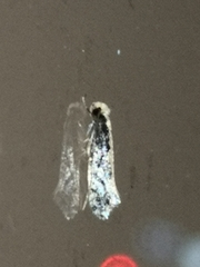 Monopis crocicapitella