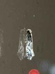 Monopis crocicapitella