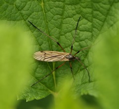 Prionolabis rufibasis