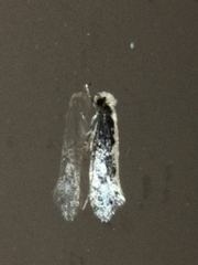 Monopis crocicapitella