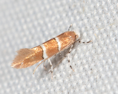 Cameraria tubiferella