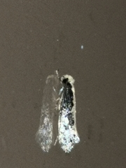 Monopis crocicapitella