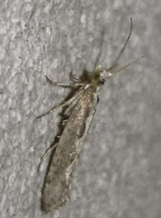 Plutella xylostella