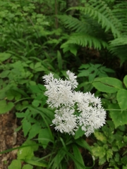 Thalictrum tuberiferum