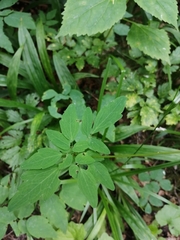 Thalictrum tuberiferum