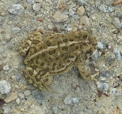 Anaxyrus fowleri