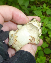 Anaxyrus fowleri