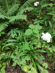 Thalictrum tuberiferum