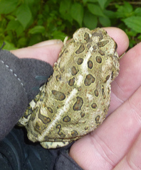 Anaxyrus fowleri