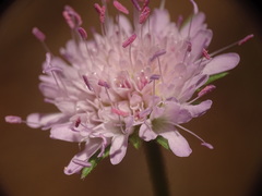 Knautia integrifolia