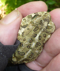 Anaxyrus fowleri