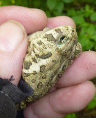 Anaxyrus fowleri
