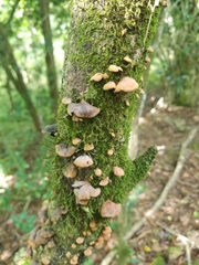 Anthracophyllum