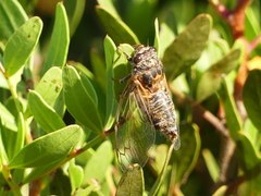 Cicadatra atra