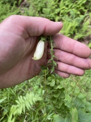 Digitalis grandiflora