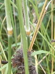 Trisetum flavescens