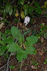Francoa appendiculata