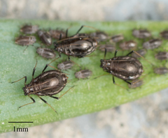 Neotoxoptera formosana