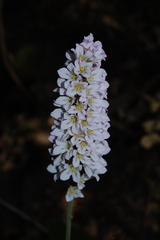 Francoa appendiculata