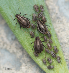Neotoxoptera formosana
