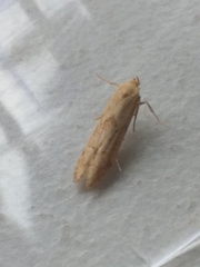 Blastobasis lacticolella