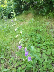 Campanula rapunculoides