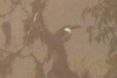 Andigena nigrirostris