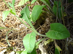 Knautia integrifolia