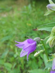 Campanula rapunculoides
