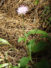 Knautia integrifolia
