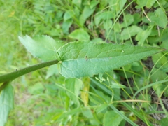 Campanula rapunculoides