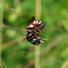 Epeoloides coecutiens
