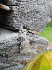 Furcula aeruginosa