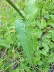 Campanula rapunculoides