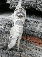 Furcula aeruginosa