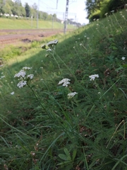 Achillea millefolium