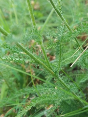 Achillea millefolium