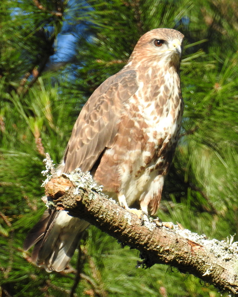 Forest Buzzard photo