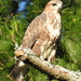 Forest Buzzard - Photo (c) Colin Ralston, some rights reserved (CC BY-NC), uploaded by Colin Ralston