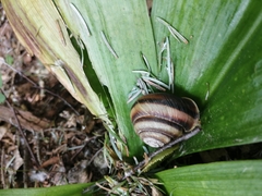 Karaftohelix maackii