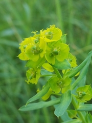 Euphorbia virgata