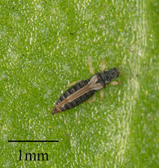 Heliothrips haemorrhoidalis