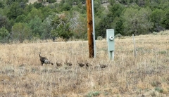 Meleagris gallopavo merriami