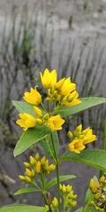 Lysimachia vulgaris