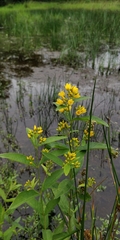 Lysimachia vulgaris