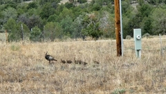 Meleagris gallopavo merriami