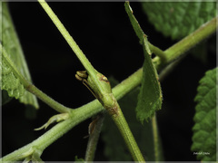 Phraortes formosanus