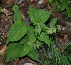 Pulmonaria vallarsae