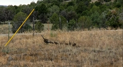 Meleagris gallopavo merriami