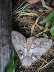 Dendrolimus superans